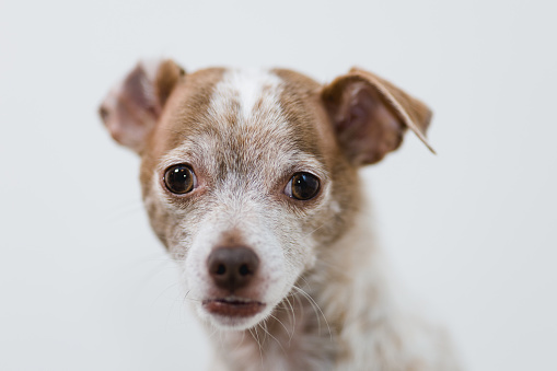 Studio portraits of a cute mixed breed dog, shot on a white background. The dog is half Chihuahua half Jack Russell Terrier.