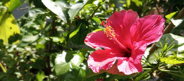 red hibiscus flower with green leaf background