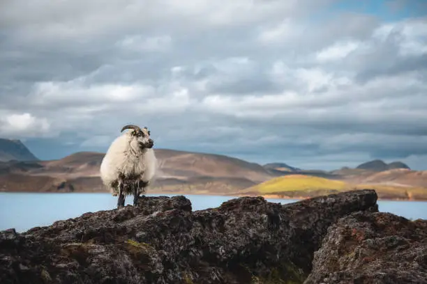 Photo of Icelandic Sheep