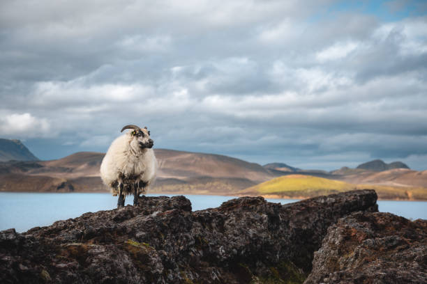 исландская овца - icelandic sheep стоковые фото и изображения