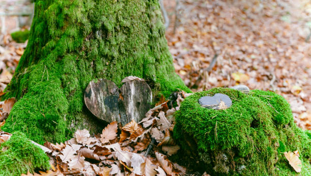 simpatía del corazón funerario o corazón funerario de madera cerca de un árbol. tumba funeraria natural en el bosque. corazón sobre hierba o musgo. entierro de árboles, cementerio y conceptos del día de todos los santos - maple leaf close up symbol autumn fotografías e imágenes de stock