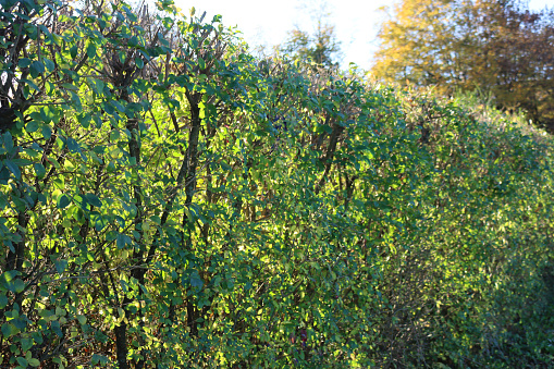 Common privet hedge with green leaves against sunlight on autumn season. Ligustrum vulgare tree in the garden