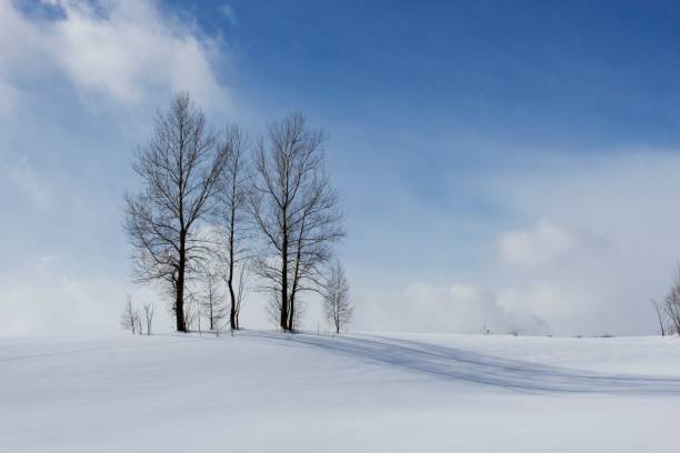 istock Beautiful winter scene with leafless trees against the blue bright sky 1437182960