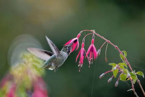 A closeup of an adorable humming flying to the pink fuchsia flowers