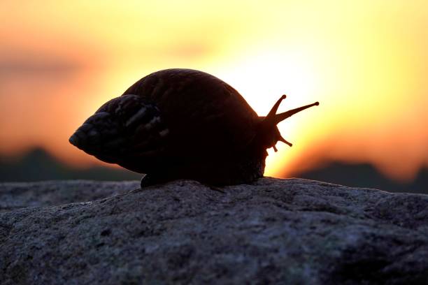 A silhouette of a snail on a rock at sunset