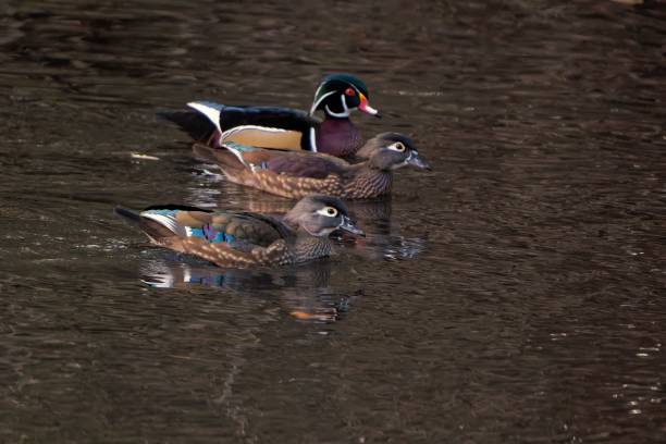 istock Lake with two common ducks and a wood duck (Aix sponsa) swimming 1437183596