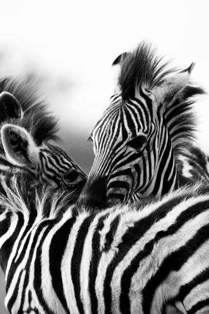 istock Closeup of Zebra putting head on other zebra and looking side 1437183787