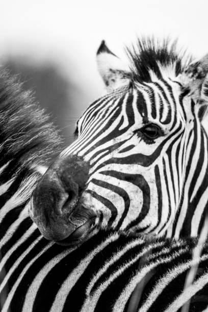 istock Closeup of Zebra putting head on other zebra and looking side 1437183793