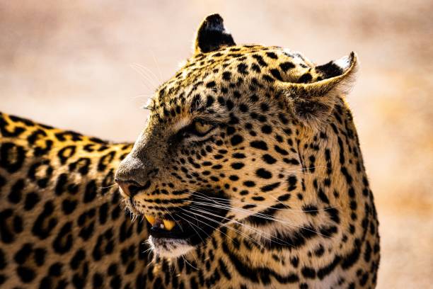 istock Closeup of leopard head looking side 1437183828