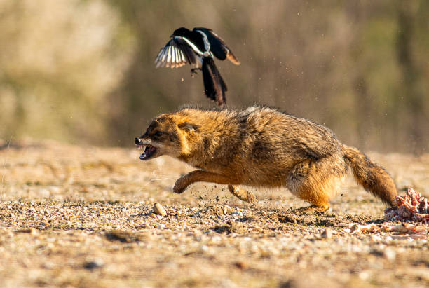 istock Golden Jackal in a natural habitat 1437184422