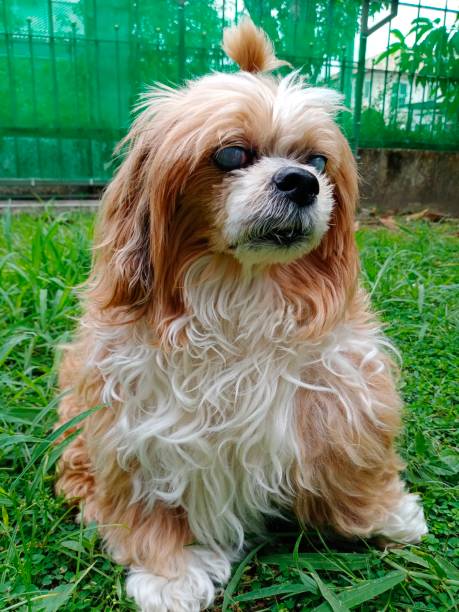 istock cataract of dog 1437185370