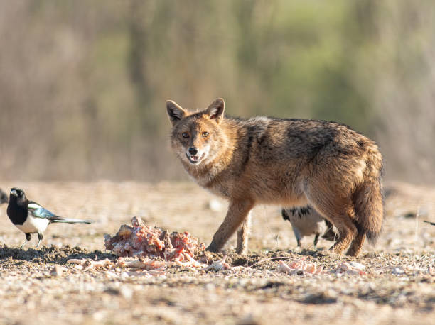 istock Golden Jackal in a natural habitat 1437185680