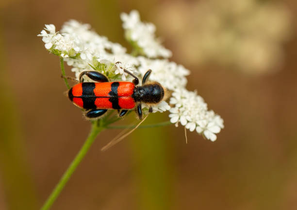 istock Checkered beetles (Trichodes crabroniformis) in natural habitat 1437186186