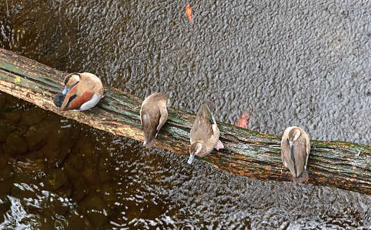 Group of four duck sitting on a branch above the water