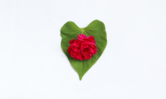 red rose and green leaves with white background