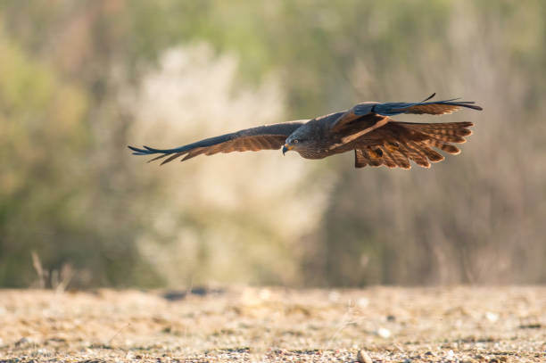 istock Black Kite in natural habitat 1437190241