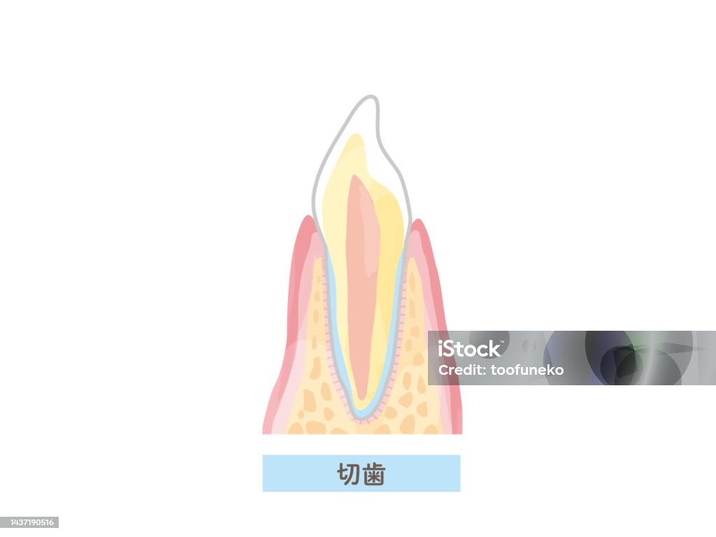 Teeth Internal Structure Tooth Structure Cross Section View Vector Illustration Material Stock ...