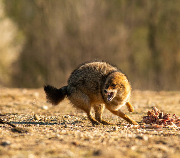 istock Golden Jackal in a natural habitat 1437190624