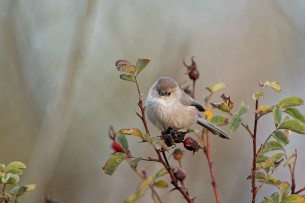 istock Closeup of long-tailed tit perching on plant stem 1437190975