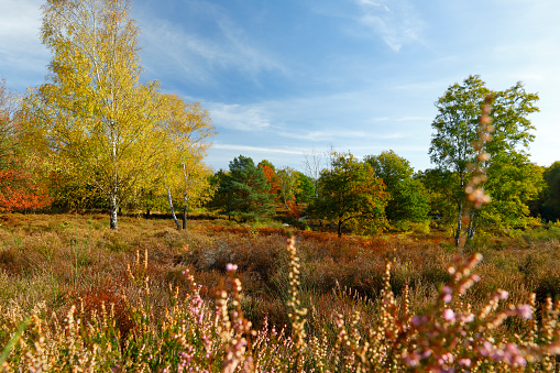 Heath landscape Wahner Heide in autumn