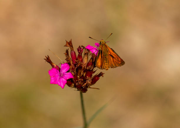 Large skipper (Ochlodes sylvanus) in natural habitat