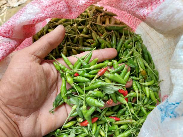 istock Cayenne Pepper After Harvest, Stock Photo 1437192319