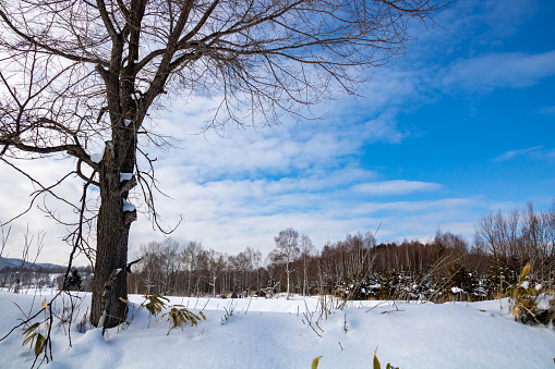 Coppice forest and blue sky in winter