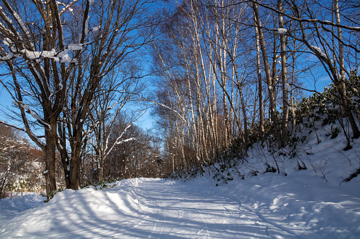 Coppice forest and blue sky in winter