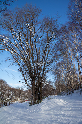 Snow road, thickets and blue skys