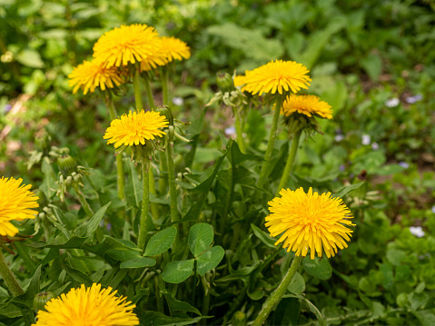 Dandelion flowers in garden. Taraxacum officinale. Dandelion plant with a fluffy yellow bud. Selective focus. Taraxacum is a large genus of flowering plants in the family Asteraceae.