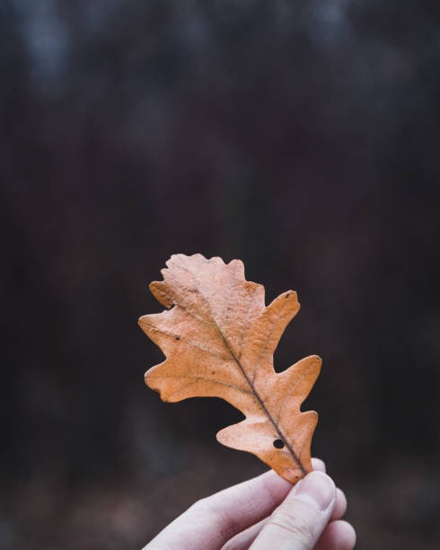 istock Selective focus shot of man's hand holding a brown laef 1437196228