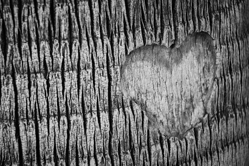 A grayscale shot of a heart shape carved on a bark