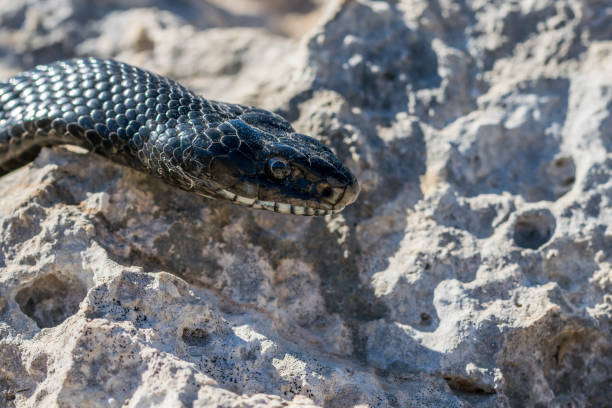 マルタの大人の黒い西洋の鞭ヘビ、ヒエロフィス・ビリディフラバスの頭の接写 - hierophis viridiflavus ストックフォトと画像