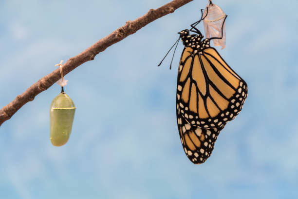 istock Monarch Butterfly emerges from Chrysalis dries wings blue background 1437197128