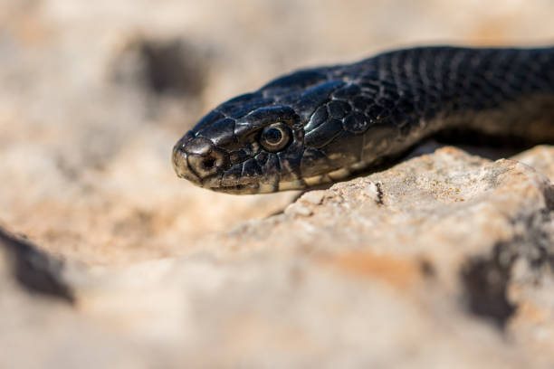 マルタの大人の黒い西洋の鞭ヘビ、ヒエロフィス・ビリディフラバスの顔の接写 - hierophis viridiflavus ストックフォトと画像