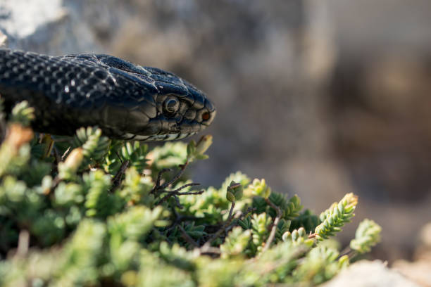 マルタの大人の黒い西洋の鞭ヘビ、ヒエロフィス・ビリディフラバスの顔の接写 - hierophis viridiflavus ストックフォトと画像