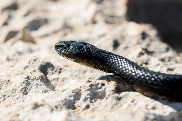 マルタの大人の黒い西洋の鞭ヘビ、ヒエロフィス・ビリディフラバスの顔の接写 - hierophis viridiflavus ストックフォトと画像