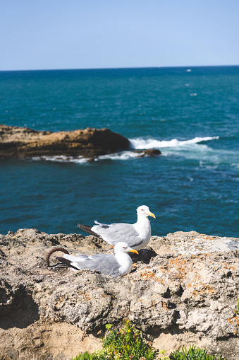 A vertical shot of seagulls near a sea