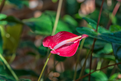 A selective focus shot of beautiful pink Anthurium