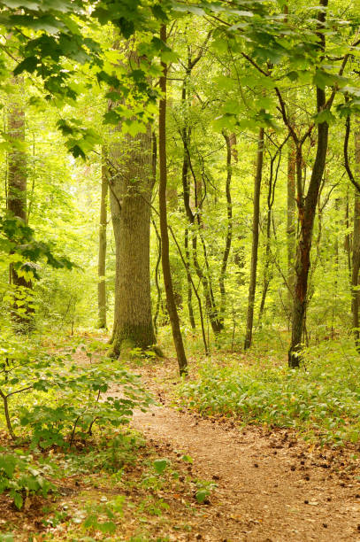 istock Vertical shot of a path in a forest 1437197743