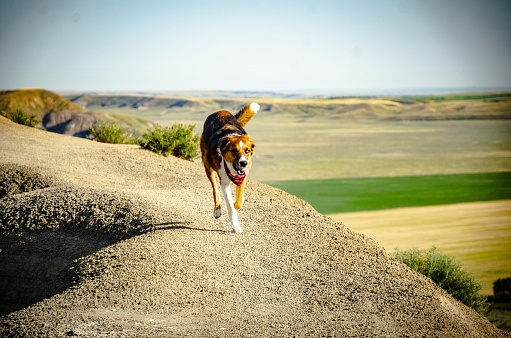 A hamilton hound running in a field at daytime