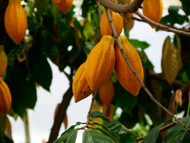 istock Shot of unripe cocoa beans on a tree 1437198059