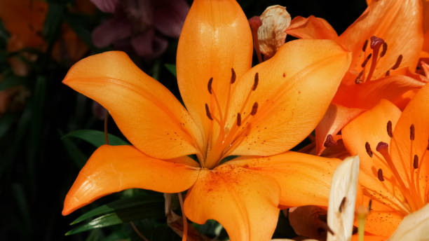 istock Shallow focus shot of a beautiful tiger lily 1437198216