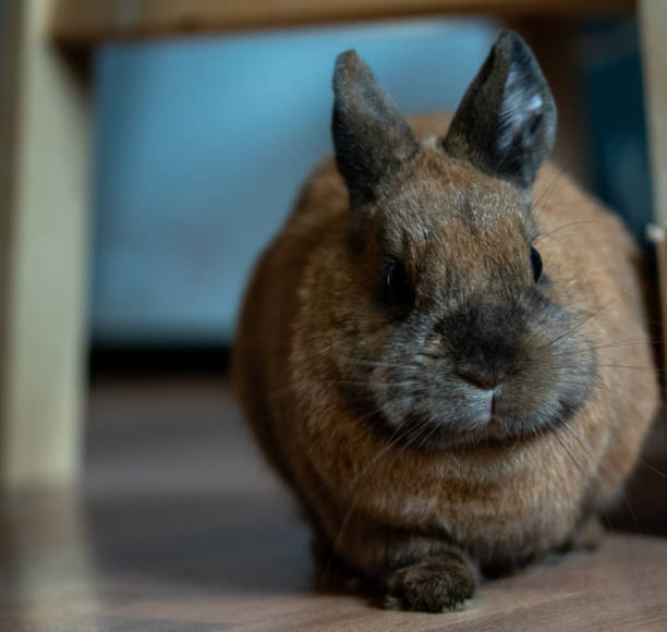 istock Cute brown bunny on the floor 1437198382