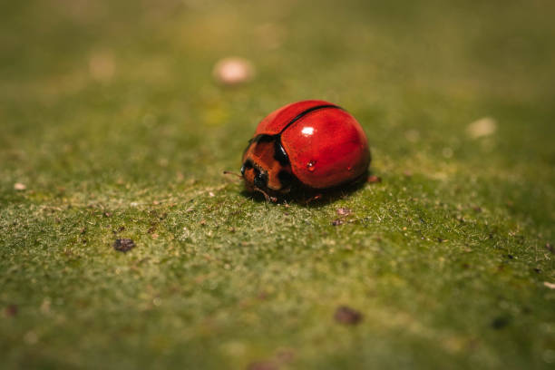 istock Macro shot of a red ladybug on a leaf 1437198764