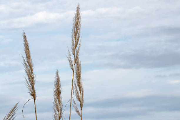 istock Closeup shot of wheat on a cloudy day 1437198903