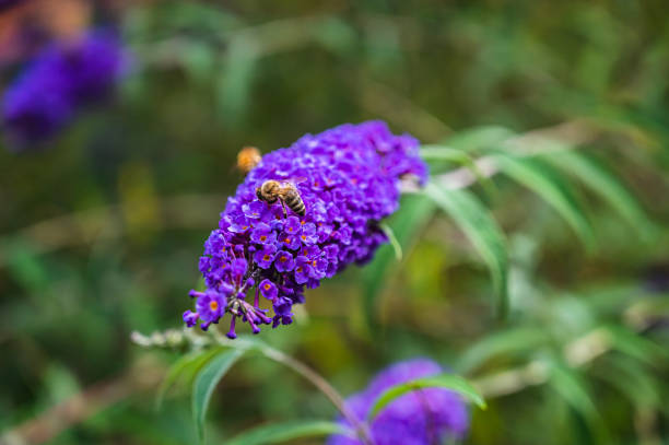 Selective focus shot of a honey bee collecting pollen on blooming purple Buddleja A selective focus shot of a honey bee collecting pollen on blooming purple Buddleja buddleia blue stock pictures, royalty-free photos & images