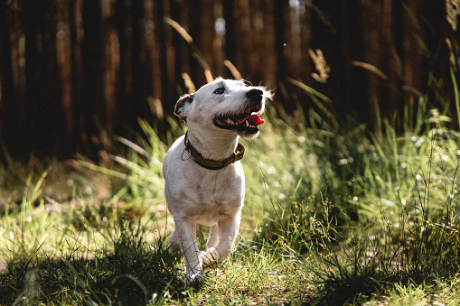 Young black dog is lying on the grass in nature.