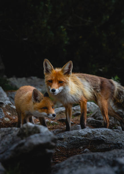 Japan Wildlife