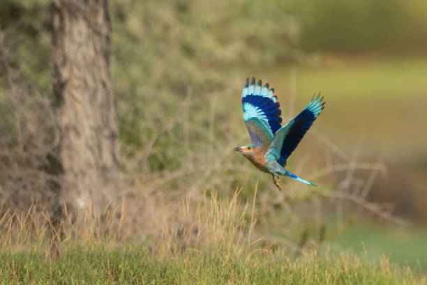istock Selective focus shot of The Indian roller 1437200276